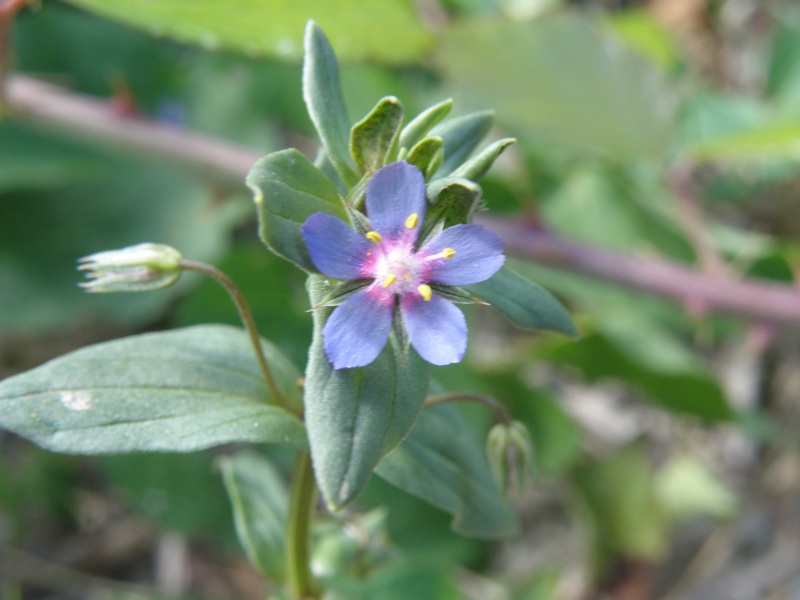 Anagallis sp.